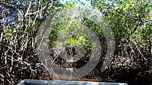 Everglades city, Florida, USA. Airboat tours at the mangrove forest