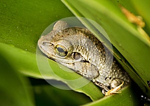 Everglades - Cozy Tree Frog