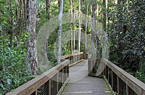 Everglades Cypress Swamp