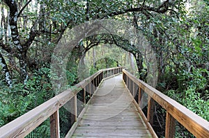 Everglades Cypress Swamp