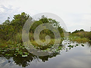 the everglades in florida