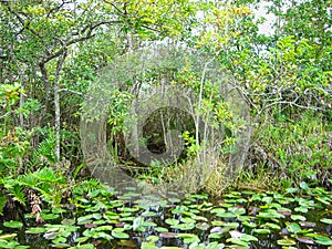 the everglades in florida