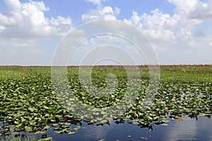 Everglades, Florida