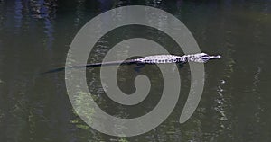 Everglades Florida Alligator floats in swamp river 4K