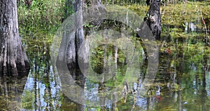 Everglades Florida Cypress trees in swamp river lake 4K