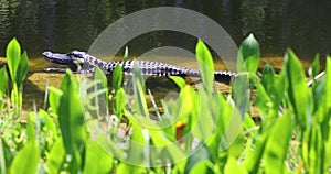 Everglades Florida National Park Alligator in swamp river 4K