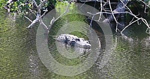Everglades Florida wildlife Alligator in swamp river 4K