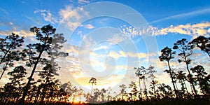 Everglades Forest Sunset