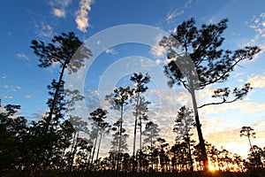 Everglades Forest Sunset