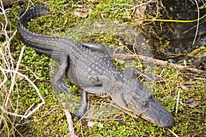 Everglades Gator