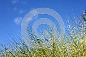 Everglades grass against blue sky