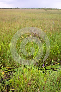 Everglades Grass Landscape