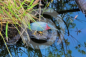 Everglades - Green Heron on the Hunt - Anhinga Trail