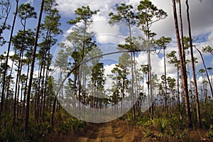 Everglades Hiking