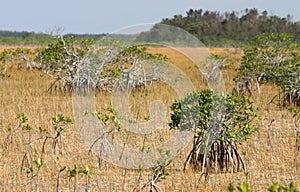 Everglades landscape