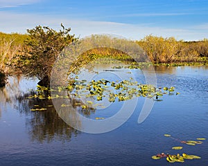 Everglades Landscape