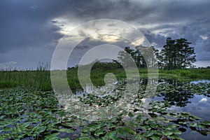 Everglades landscape