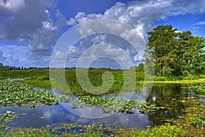 Everglades landscape