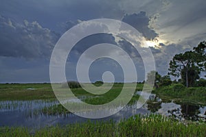 Everglades landscape