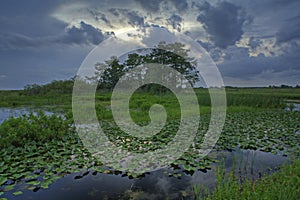 Everglades landscape