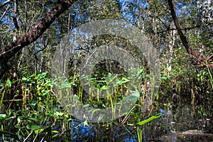 Everglades Landscape reflecting in a swamp