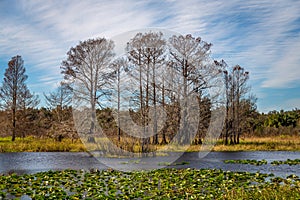 Everglades Landscapes