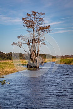 Everglades Landscapes
