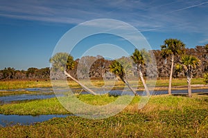 Everglades Landscapes