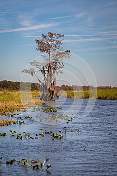 Everglades Landscapes