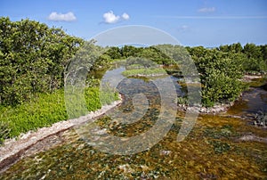 Everglades Mangroves photo