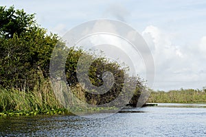 Everglades Mangroves