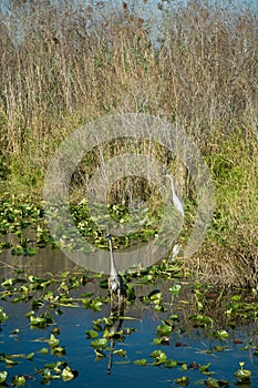 Everglades in Miami