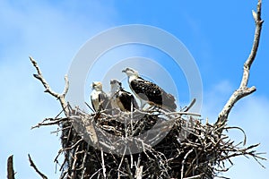 Everglades N.P. - The sea eagle