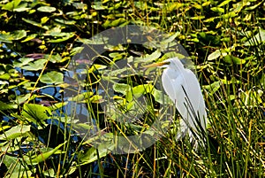 Everglades National Park