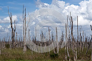 Everglades National Park in Florida