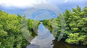 Everglades National Park in Florida with typical Mangrove tree