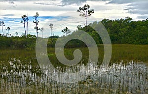 Everglades National Park in Florida with typical Mangrove tree