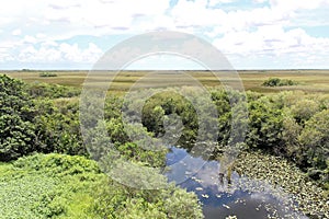 Everglades National Park in Florida with typical Mangrove tree with typical Mangrove tree