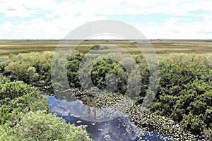 Everglades National Park in Florida with typical Mangrove tree with typical Mangrove tree