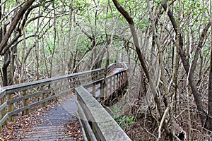 Everglades National Park in Florida with typical Mangrove tree with typical Mangrove tree