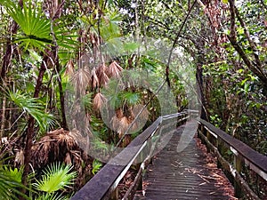 Everglades National Park in Florida with typical swamp