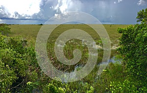 Everglades National Park in Florida with typical swamp