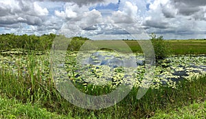 Everglades National Park in Florida with typical swamp