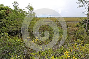 Everglades National Park in Florida with typical swamp