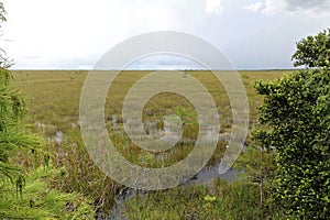 Everglades National Park in Florida with typical swamp