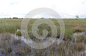 Everglades National Park in Florida with typical swamp