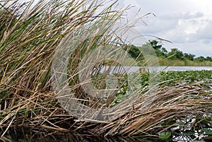 Everglades National Park, Florida, USA