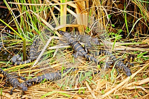 Everglades national park landscape