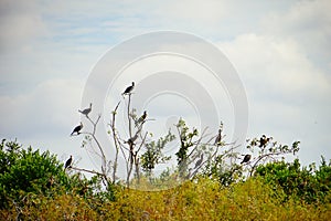 Everglades national park landscape