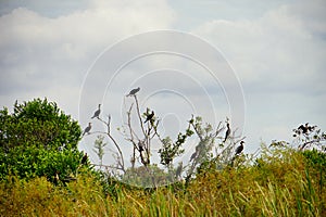 Everglades national park landscape